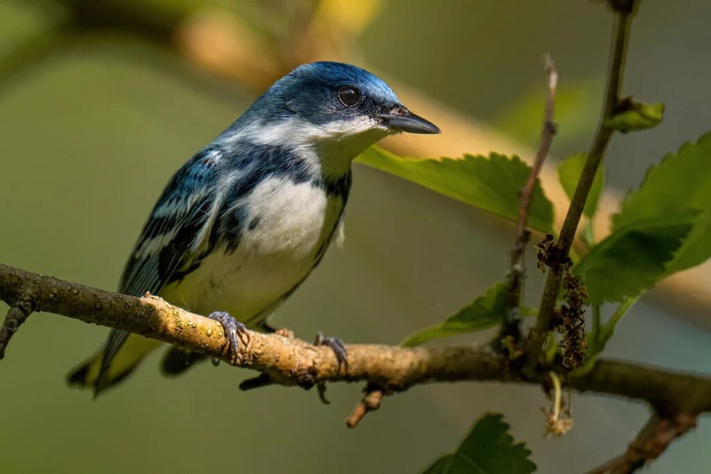 Male Cerulean Warbler