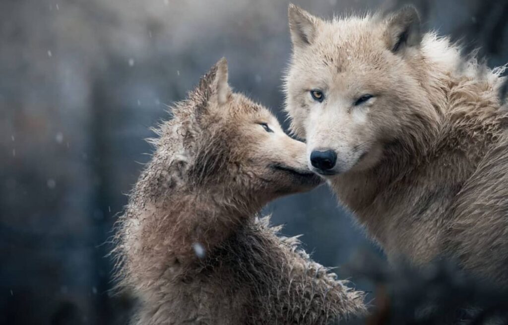 Two light-colored Northwestern Wolves interacting affectionately in the snow.