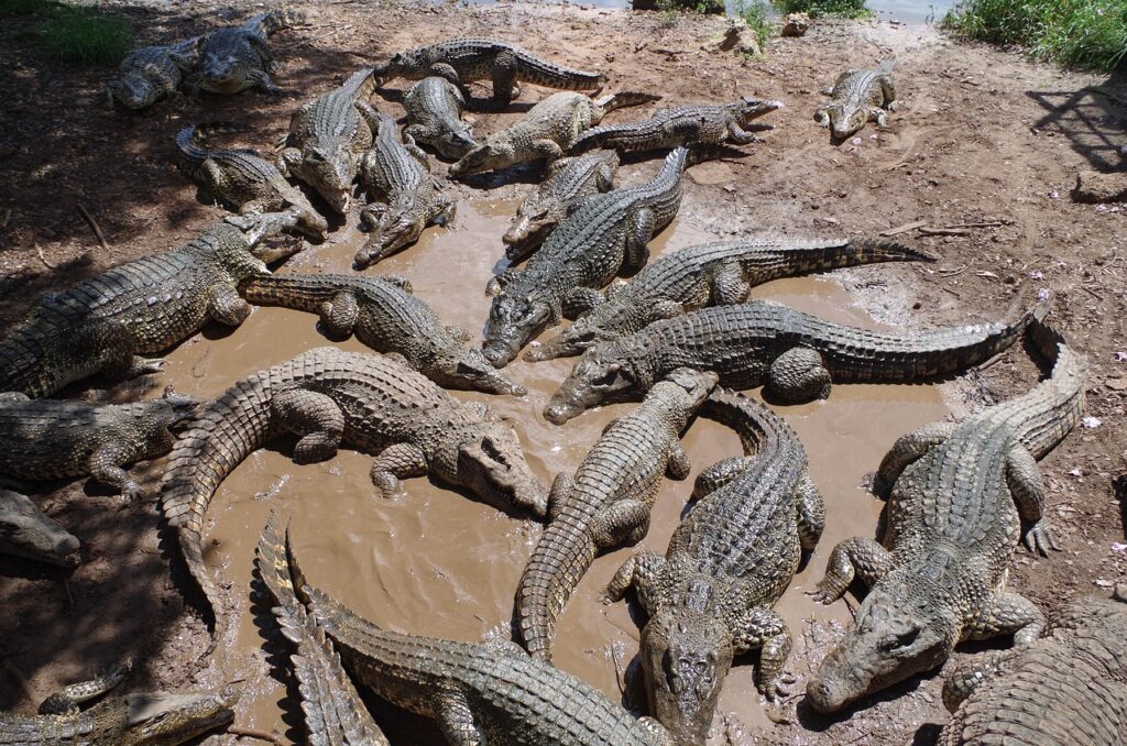 Crocodiles together
