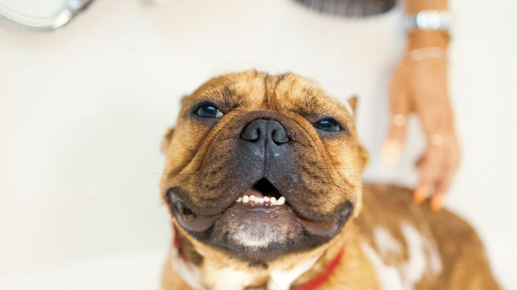 Dog Bath