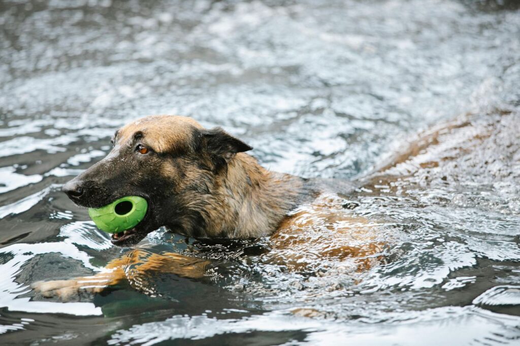 Dog fetching toy while swimming