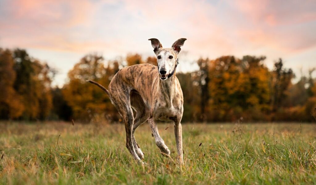 Greyhound dog enjoying his walk