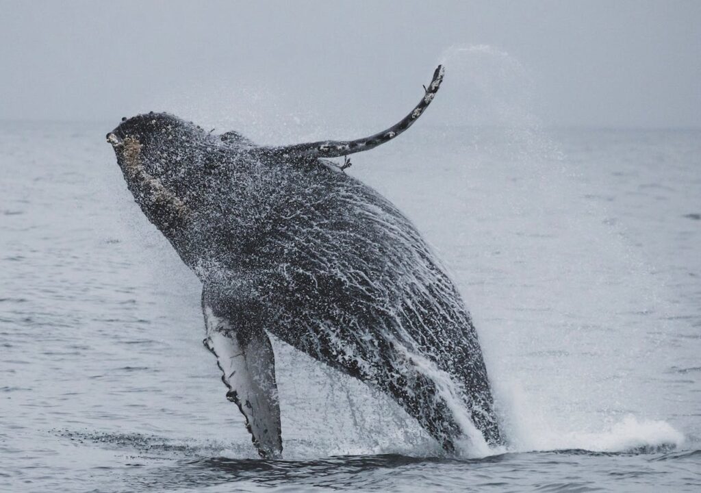 humpback whale