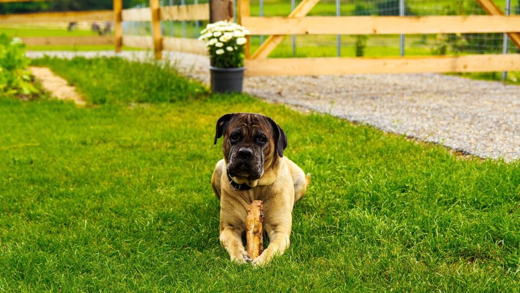 cane corso