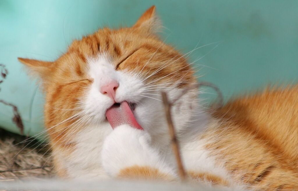 Orange and white cat licking its paw.