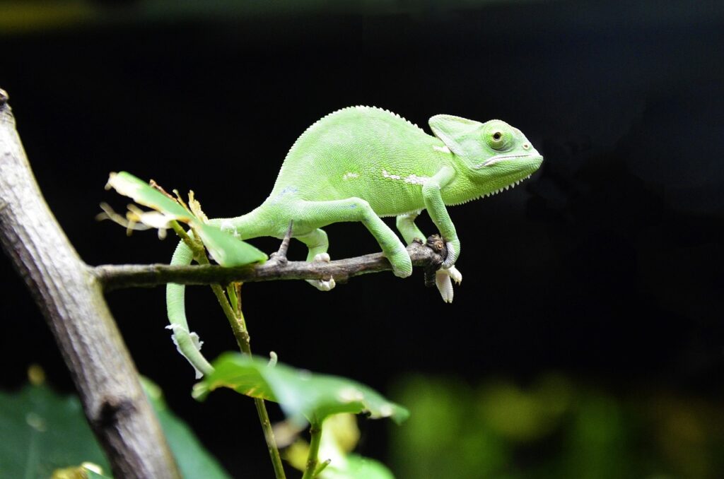 veiled chameleon