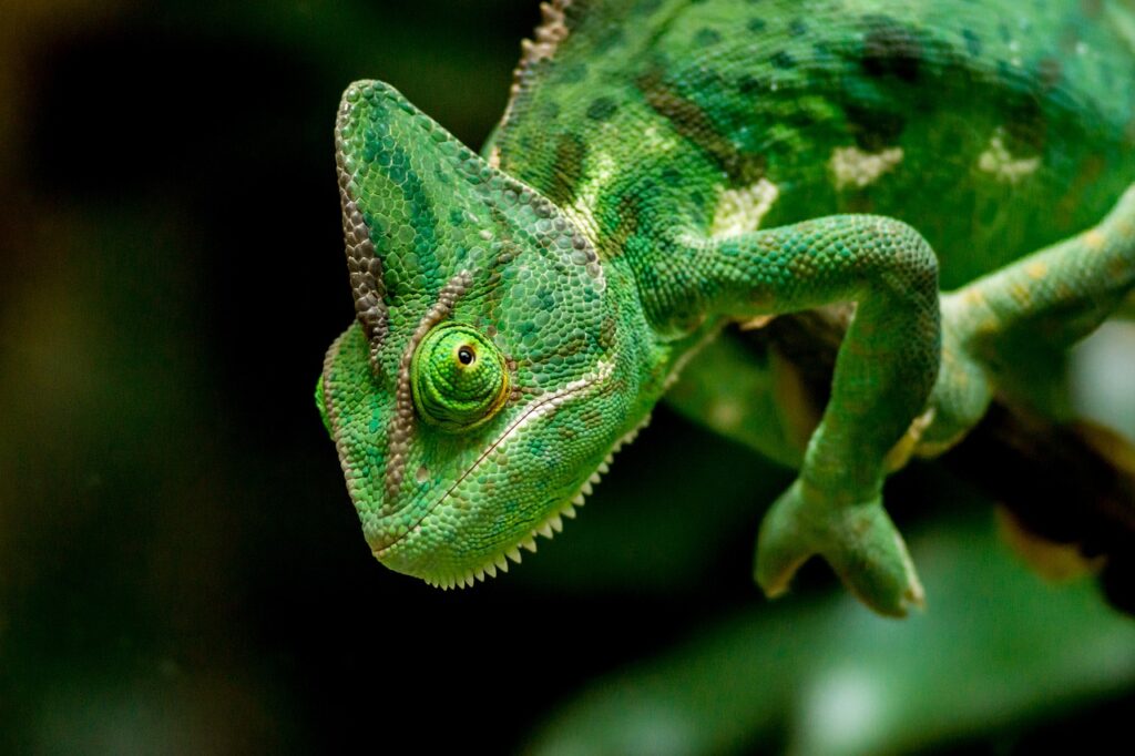veiled chameleon