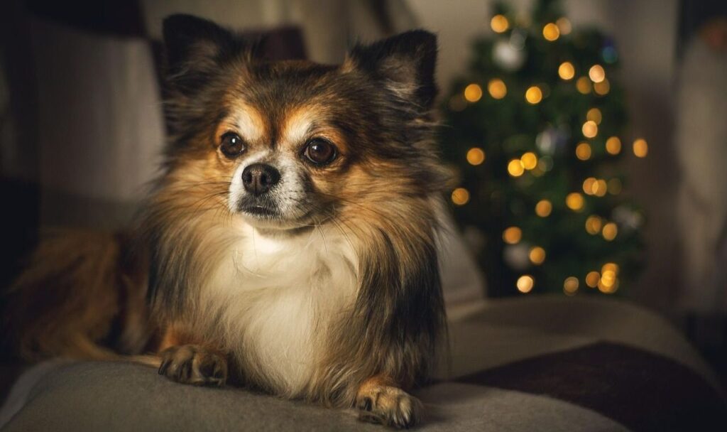Chihuahua, Dog, Pet