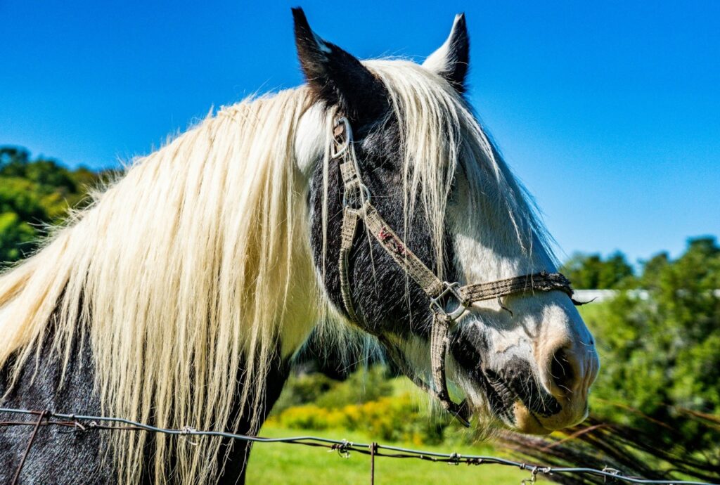 Close-up Shot of a Horse