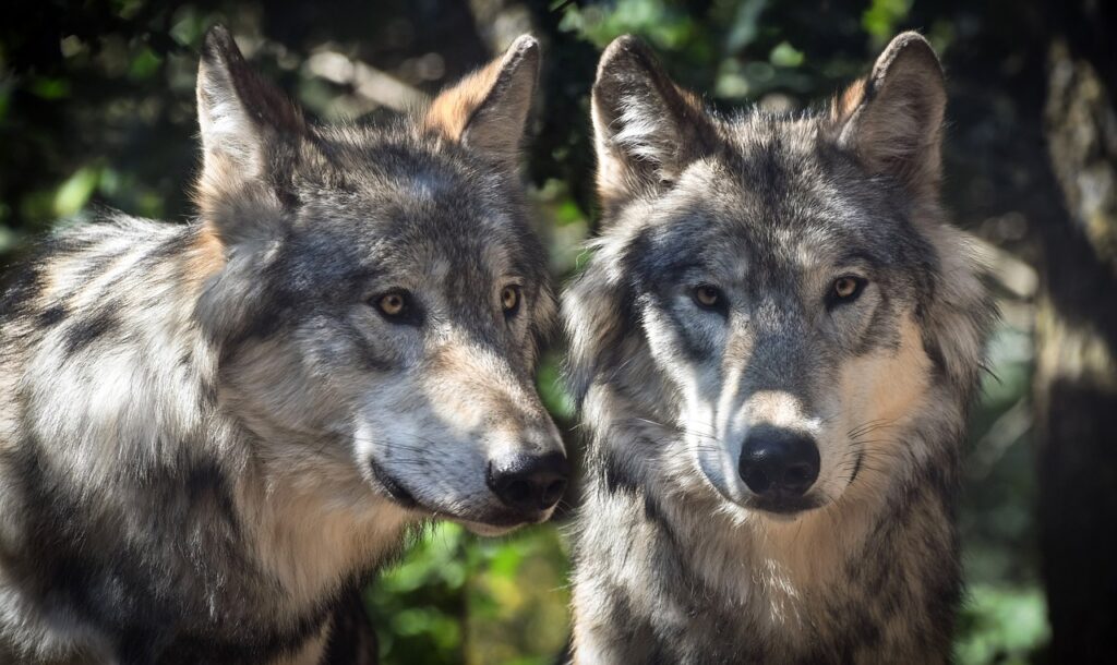 Gray Wolves