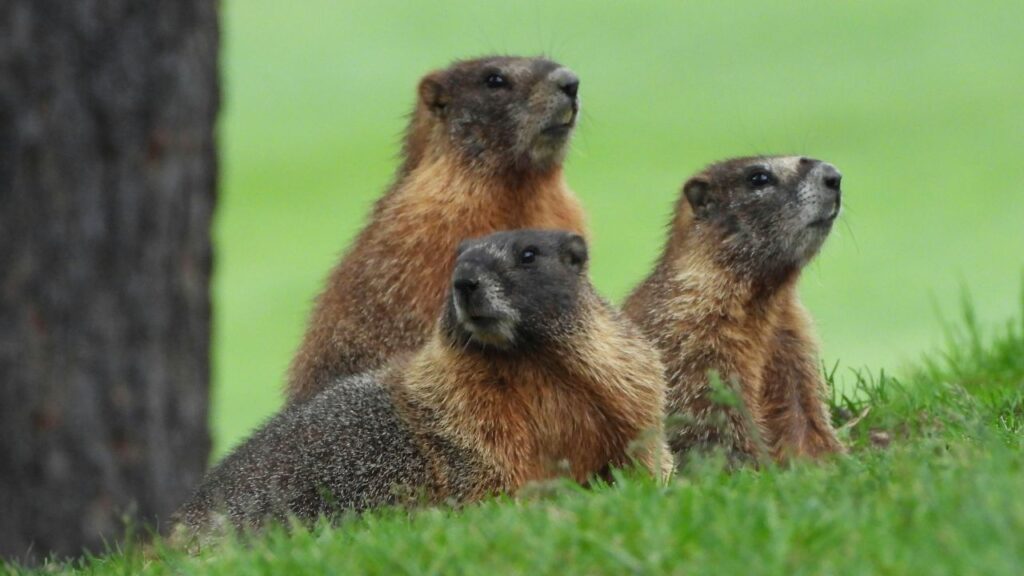 Beavers