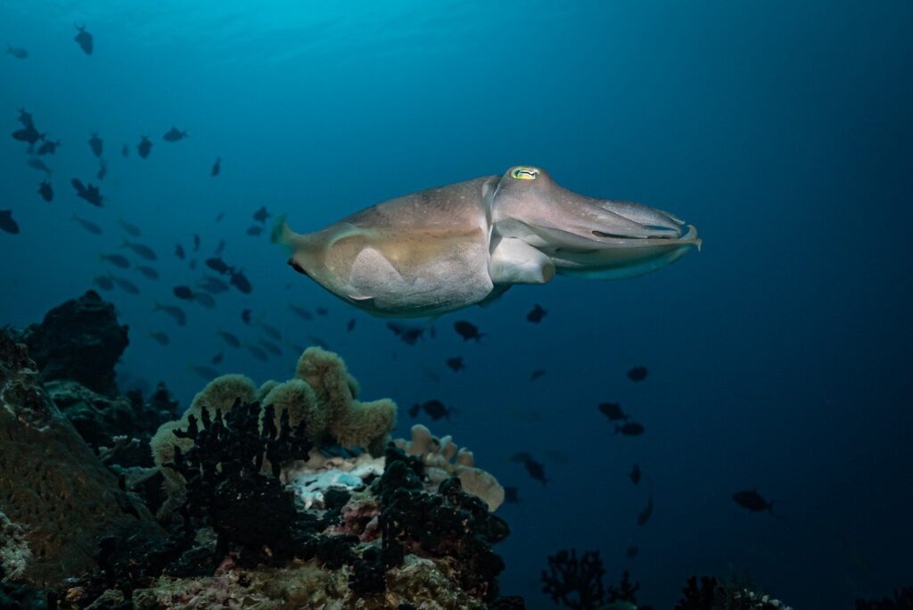 cuttlefish-9427642_1280