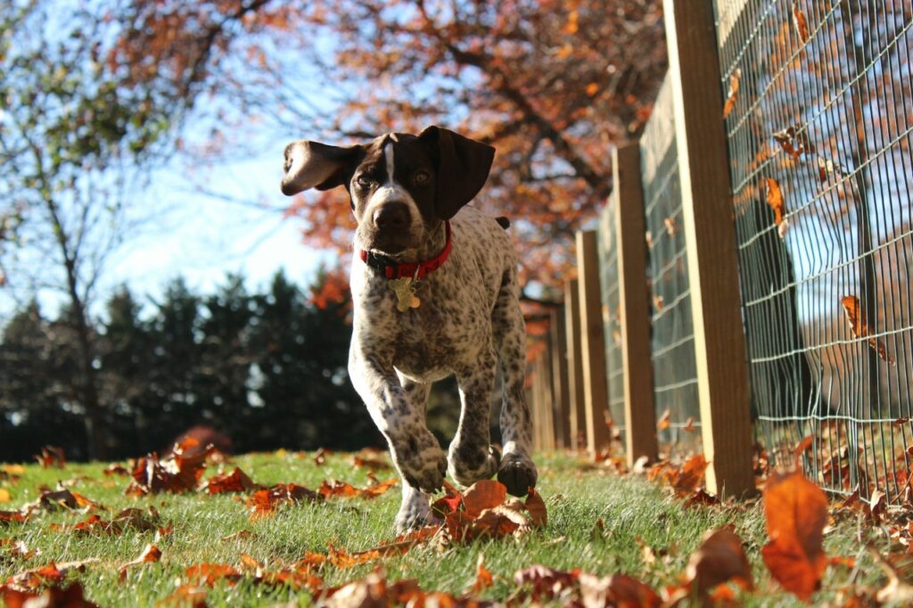 German Shorthaired Pointer