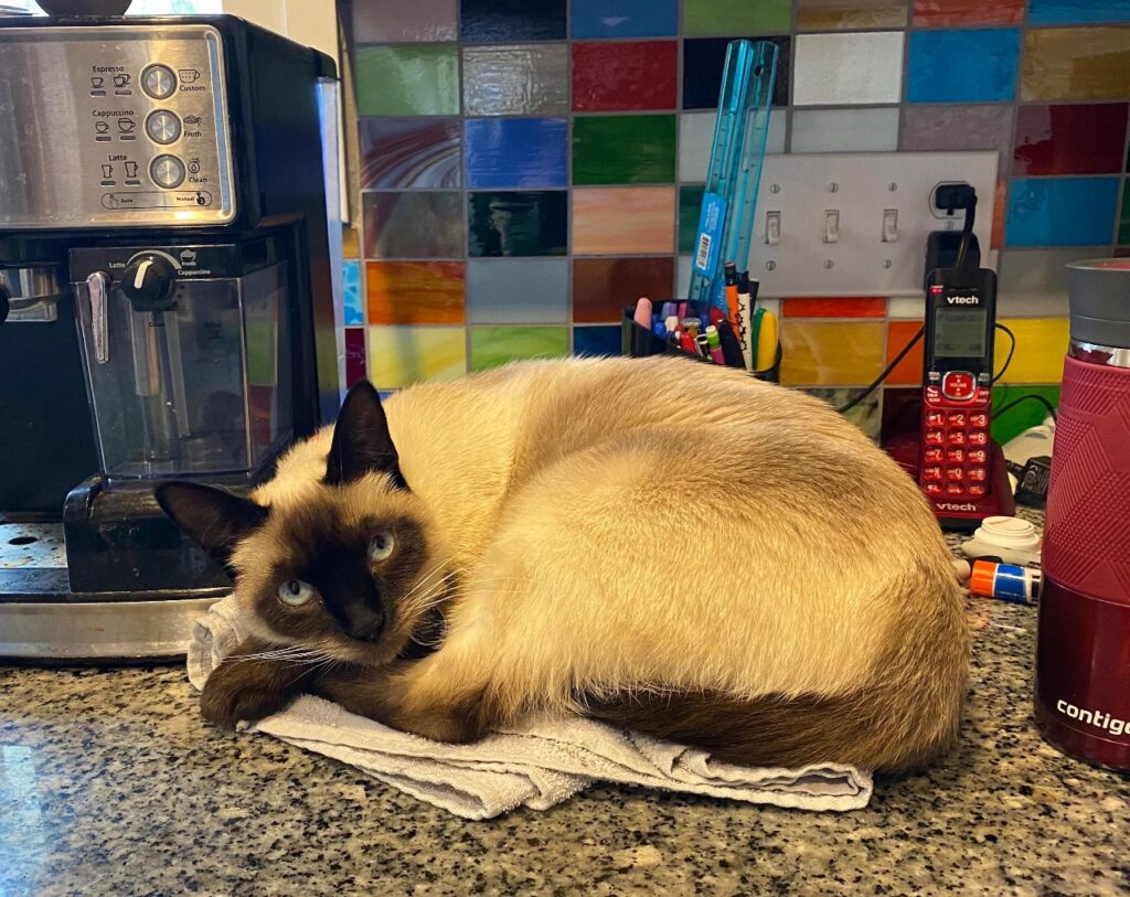 Cat Motion-Activated Deterrents