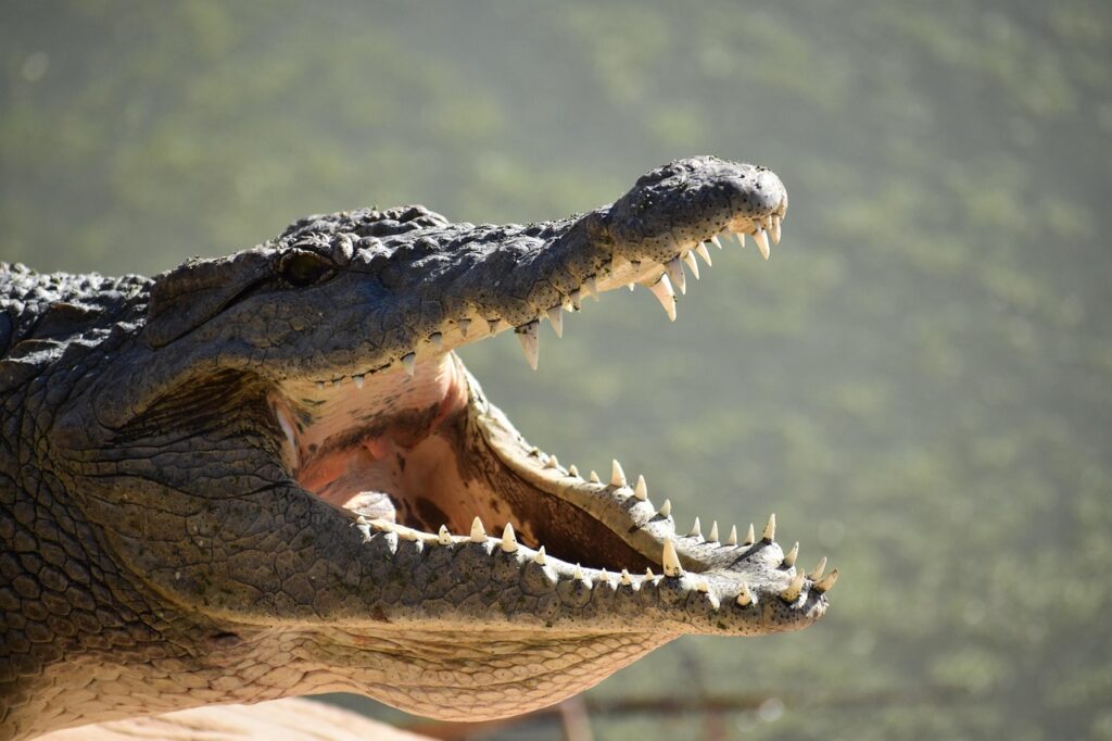 A Crocodile with its mouth open