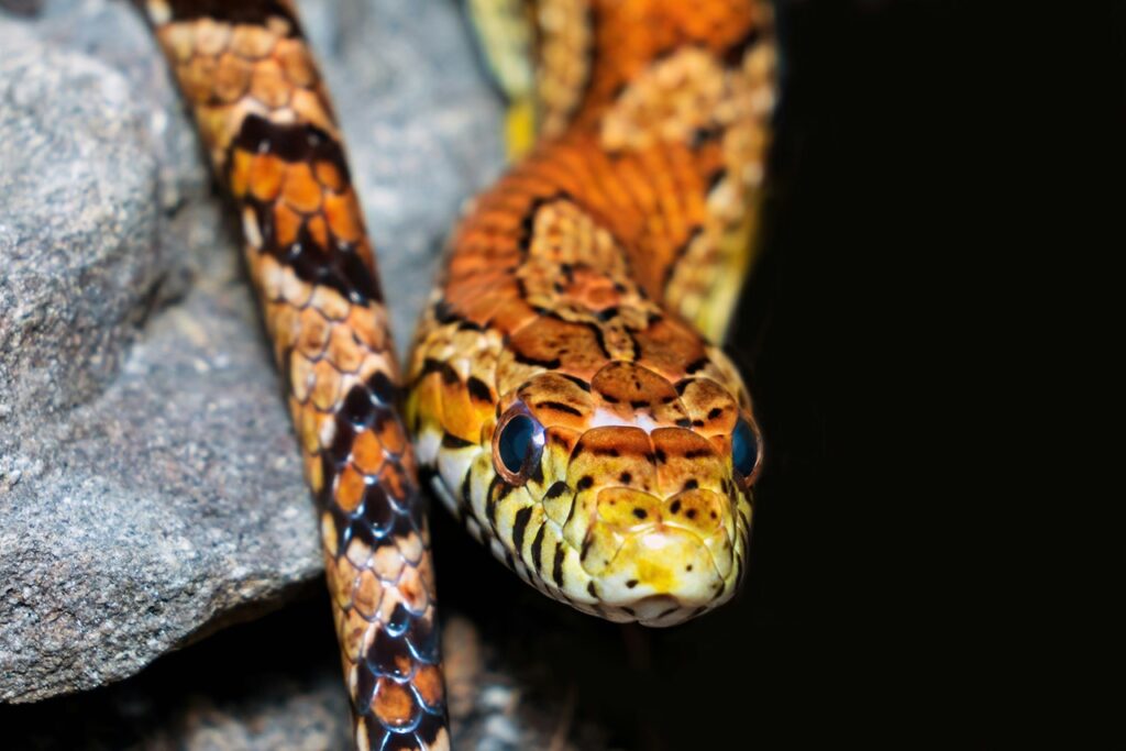 Corn snake
