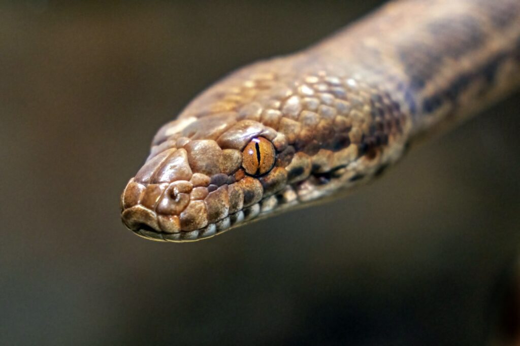 Closeup of snake