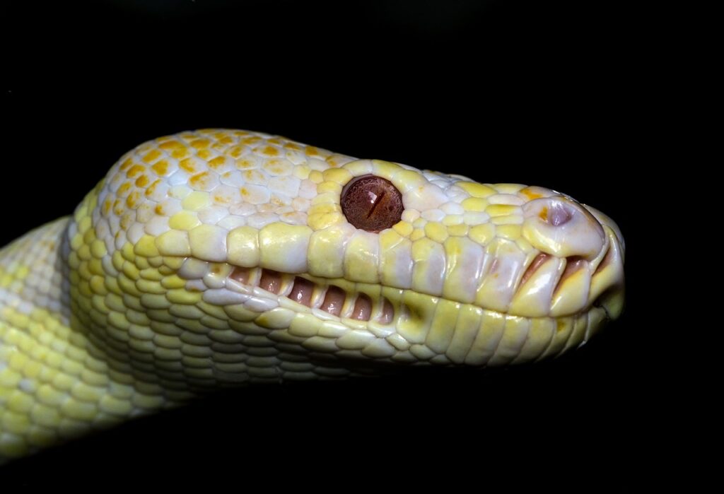 Pet snake