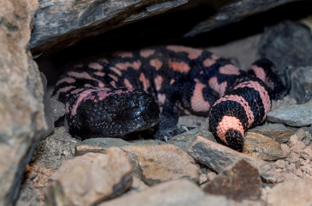 gila monster