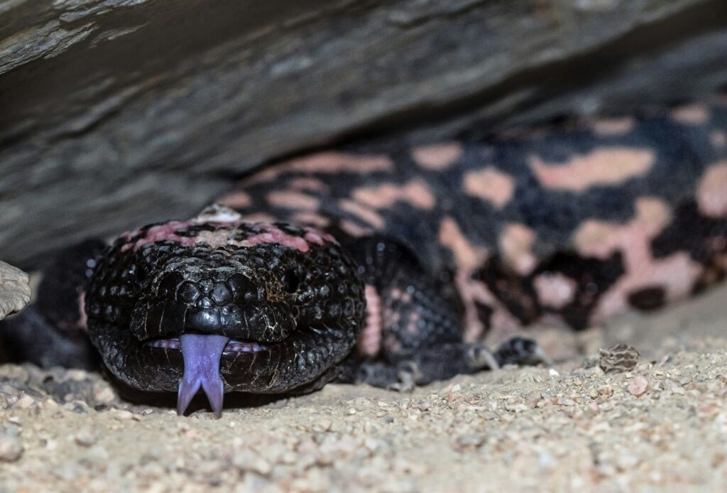 gila monster