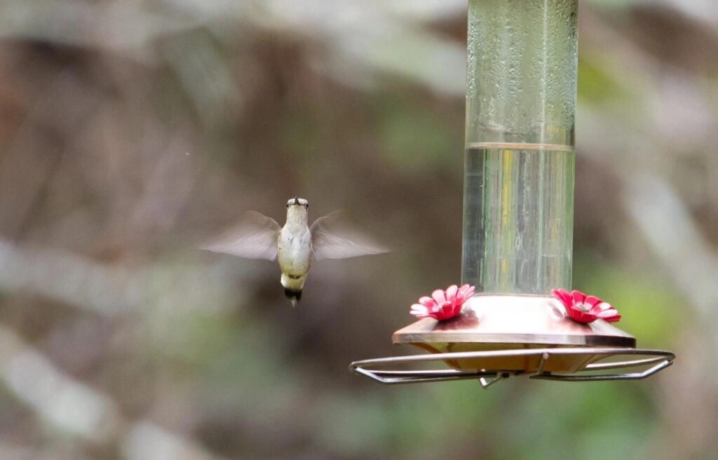 Humming Bird Feeder