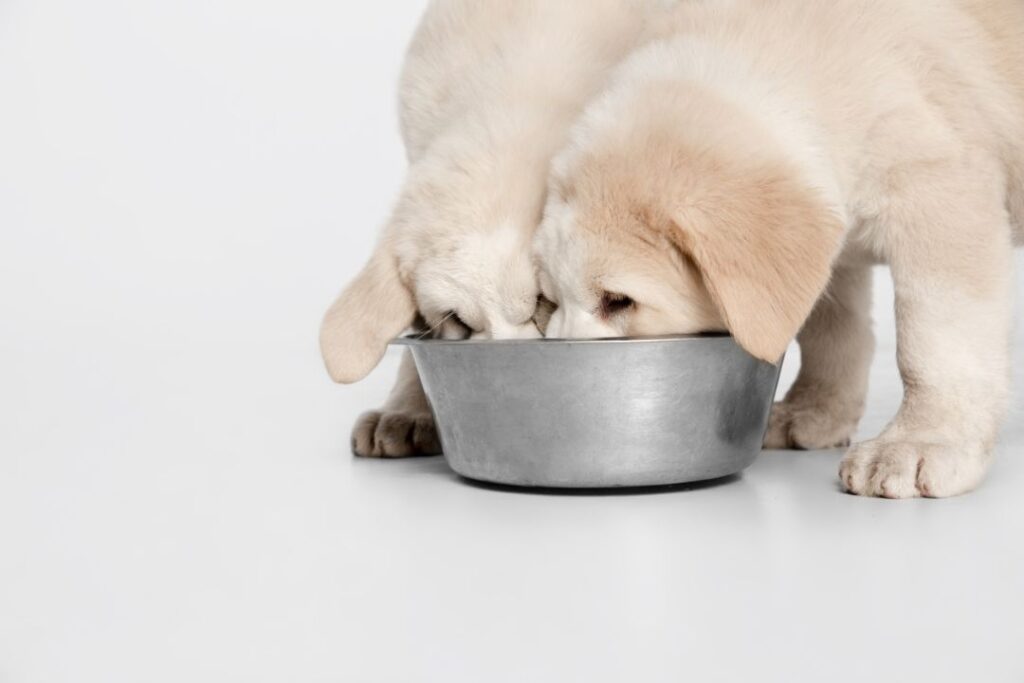 Dog food having DHA for brain development