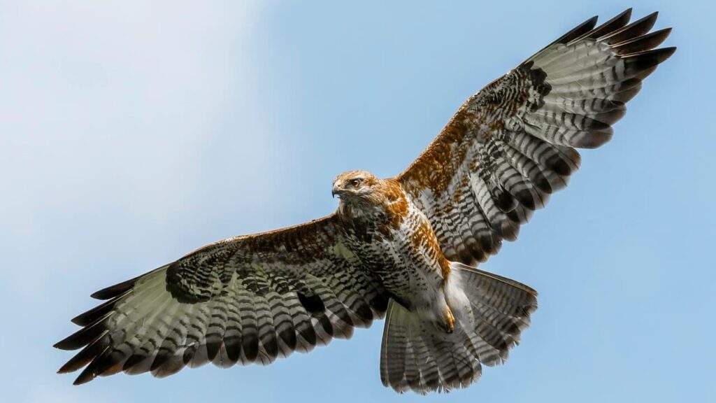Hawk gliding against blue sky