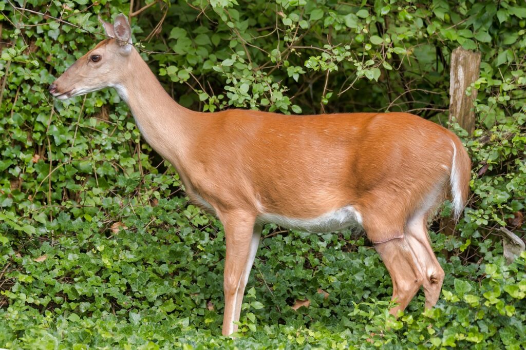 white taileddeer-5428192_1280
