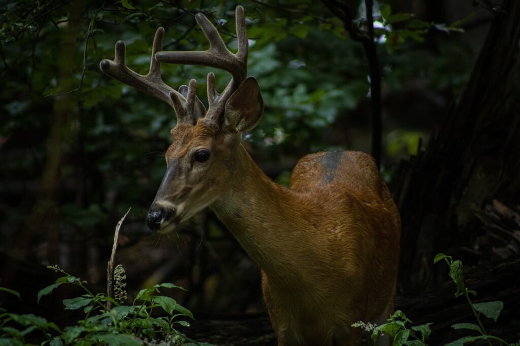 white tailed