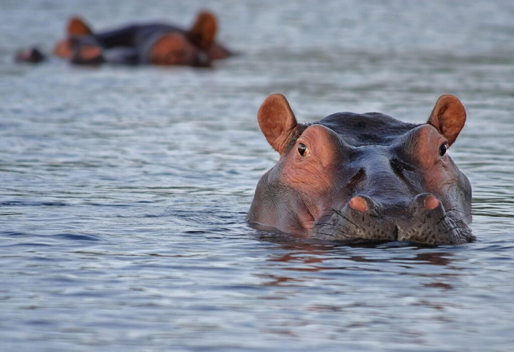 Hippo swimming