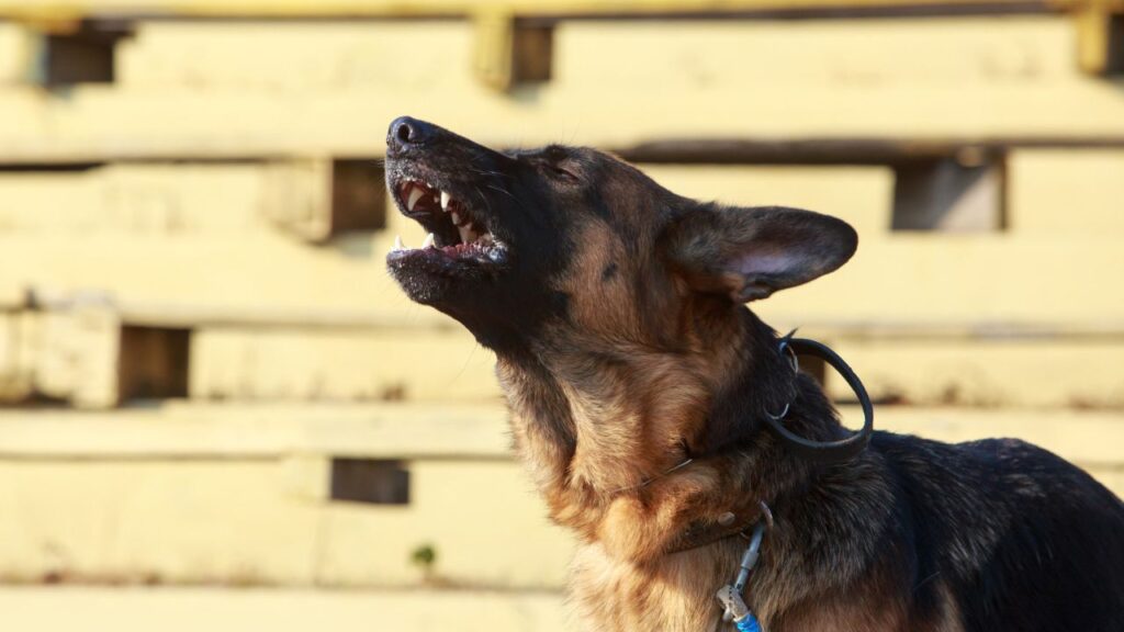 Dog breed German shepherd barks on the street