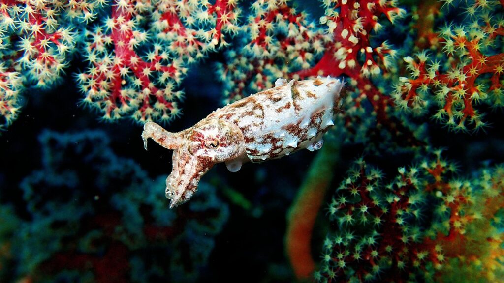 cuttlefish