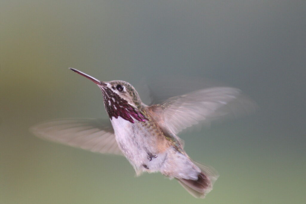 Pause_in_Flight;_Calliope_Hummingbird_(Stellula_calliope)-2