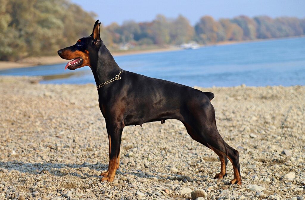 doberman-4017250_1280