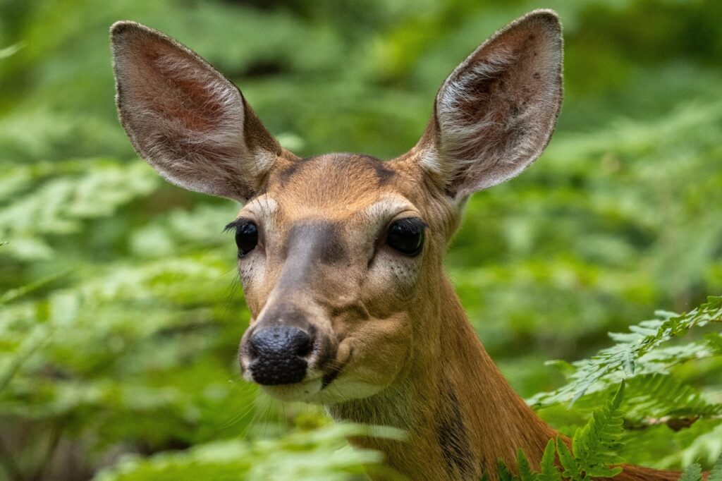 doe-6593311_1280