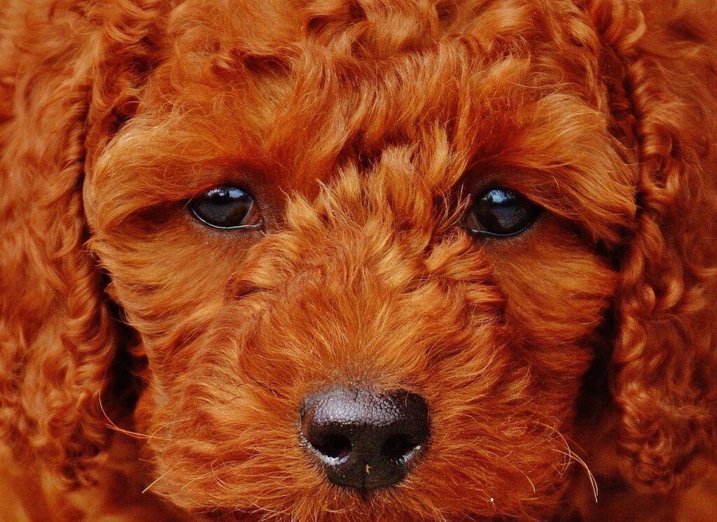 poodle