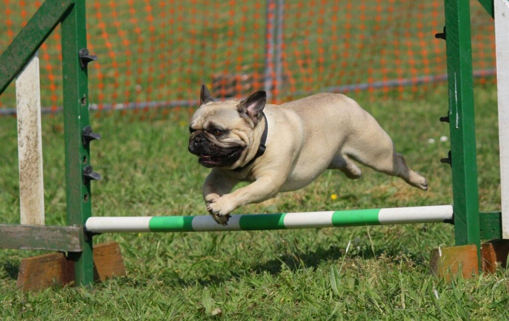 pug training