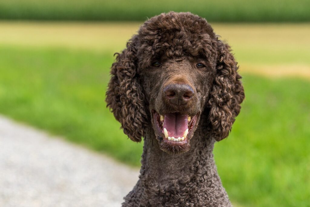 dog poodle, king poodle