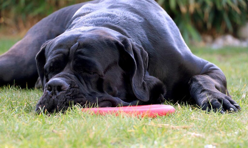 cane corso