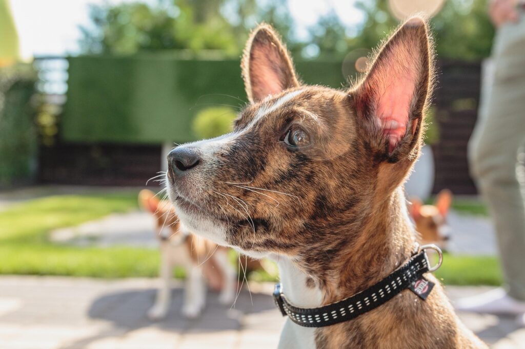 basenji