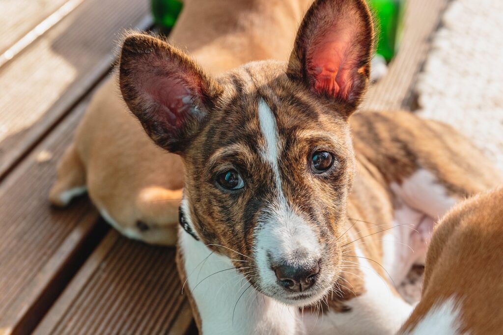 basenji