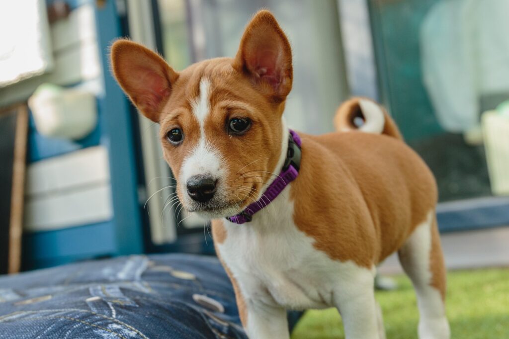basenji