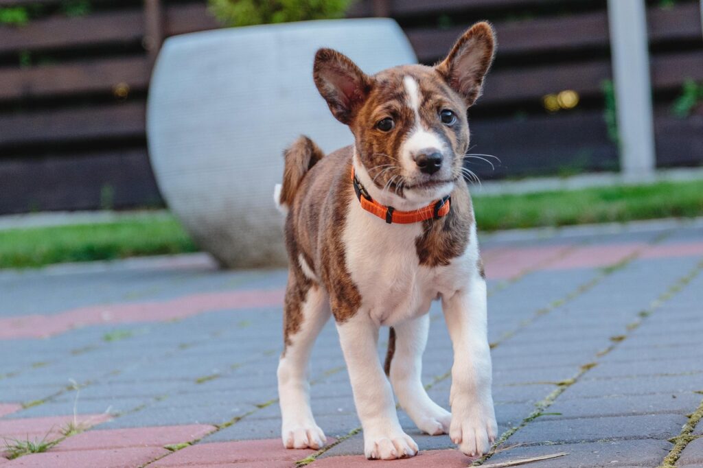 basenji