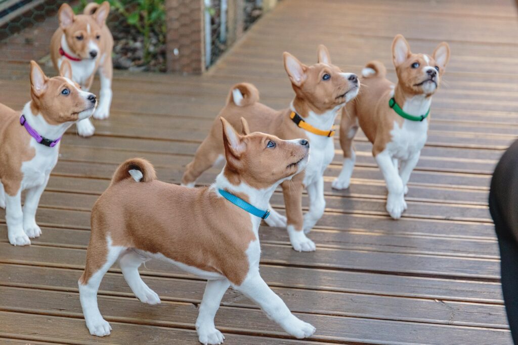 basenji