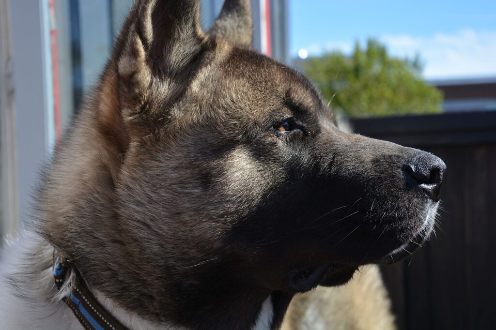 american akita