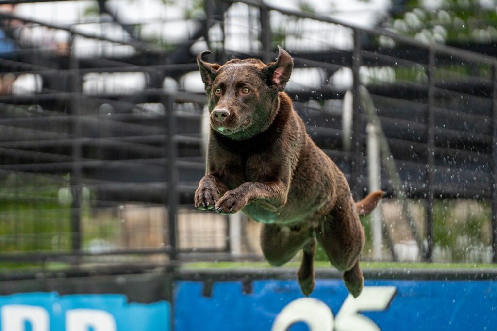 dog diving