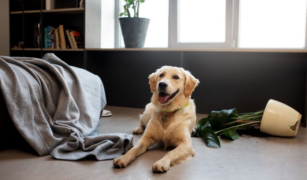 Golden retriever lying near a knocked-over plant indoors.