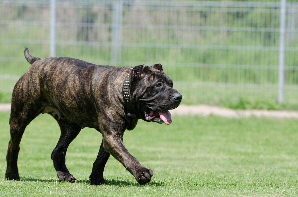 canario
