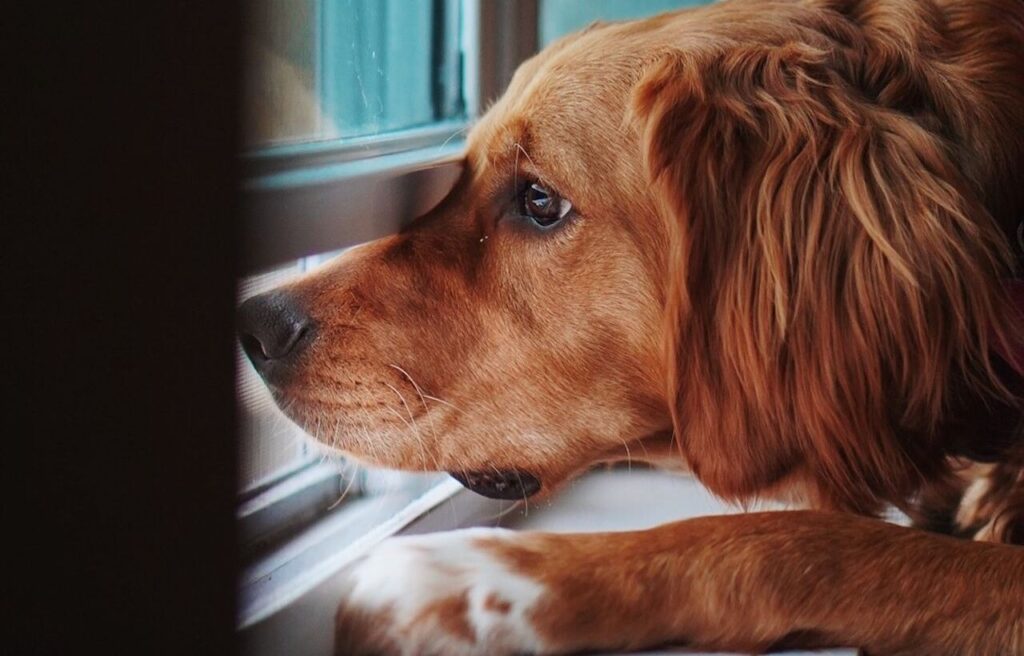 Golden retriever gazing out a window with a longing expression.