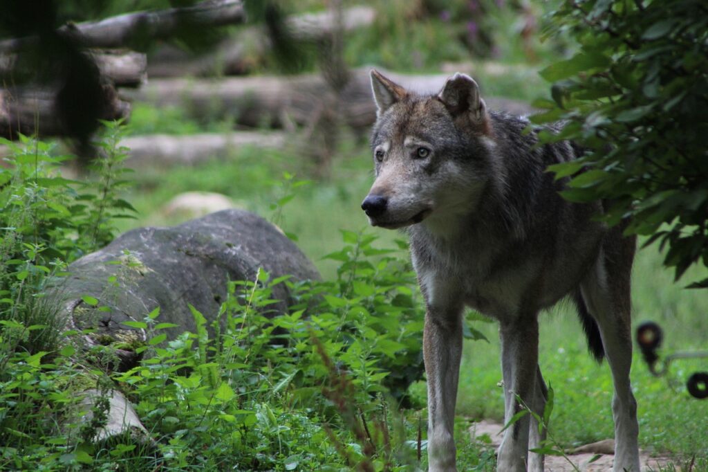 A Gray Wolf